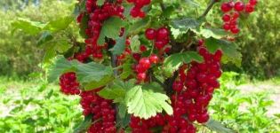 Características y descripción de las variedades de grosella roja Uralskaya krasavitsa.