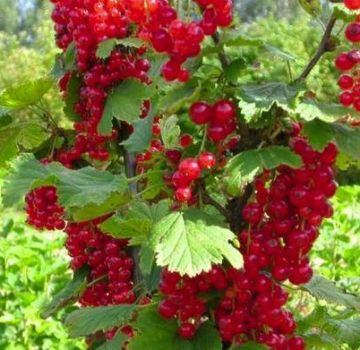 Ciri-ciri dan penerangan varieti kismis merah Uralskaya krasavitsa