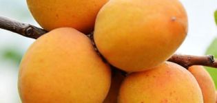 Kenmerken van de variëteit aan abrikozen Rammelaar, beschrijving van voor- en nadelen, opbrengst