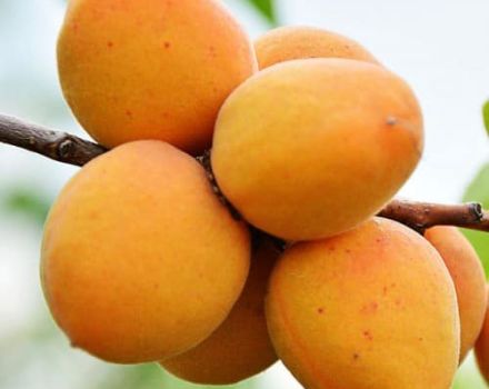 Characteristics of the variety of apricots Rattle, description of advantages and disadvantages, yield
