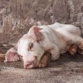 Znakovi i simptomi bolesti svinja, njihovo liječenje i prevencija