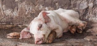 Tecken och symtom på svinsjukdomar, deras behandling och förebyggande