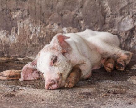 Anzeichen und Symptome von Schweinekrankheiten, deren Behandlung und Vorbeugung