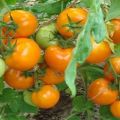 Descripción de la variedad de tomate cuento de hadas persa, sus características y productividad.