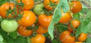 Descripción de la variedad de tomate cuento de hadas persa, sus características y productividad.