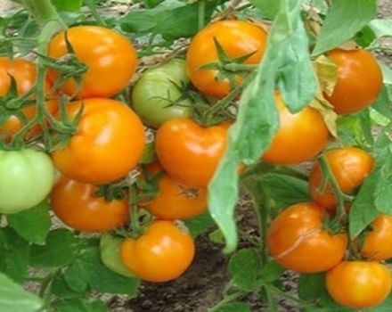 Beschreibung der Tomatensorte Persisches Märchen, ihre Eigenschaften und Produktivität
