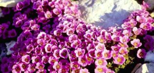 Výsadba a péče o saxifrage v otevřeném poli, popis nejlepších odrůd