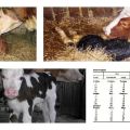 What to do if a cow calves, but there is no milk and what means to treat