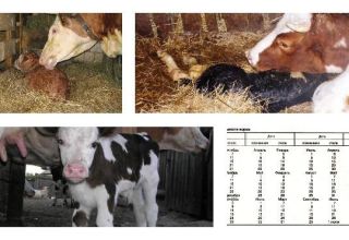 Phải làm gì nếu một con bò đẻ, nhưng không có sữa và biện pháp nào để điều trị