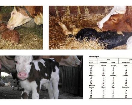 Vad man ska göra om en ko kalvar, men det finns ingen mjölk och vad som ska behandlas
