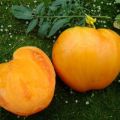 Characteristics and description of the tomato variety Honey giant, its yield