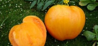 Kenmerken en beschrijving van de tomatenvariëteit Honingreus, de opbrengst
