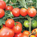 Kenmerken en beschrijving van de tomatenvariëteit King of Kings, de opbrengst