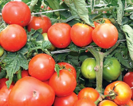 King of Kings -sipulaattisen tomaattilajikkeen ominaisuudet ja kuvaus, sen sato