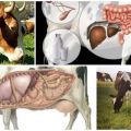 Hvad skal man gøre derhjemme, hvis en ko har en mave, og hvordan man starter den