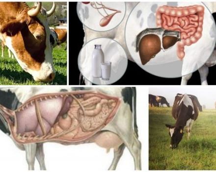 Čo robiť doma, ak má krava žalúdok a ako ju začať