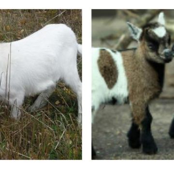 Combien de temps les chèvres sont élevées pour obtenir de la viande, âge pour la castration des chevreaux