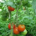 Wie man Tomaten in einem Gewächshaus und auf offenem Feld richtig formt