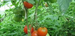Sådan formes du tomater i et drivhus og åbent felt