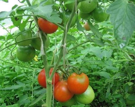 Wie man Tomaten in einem Gewächshaus und auf offenem Feld richtig formt