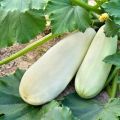 Why zucchini grow poorly and turn yellow in the open field, what to do, treatment