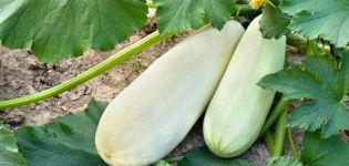 Warum Zucchini schlecht wachsen und auf freiem Feld gelb werden, was zu tun ist, Behandlung