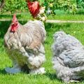 Characteristics and description of the Cochinchin chicken breed, maintenance rules