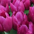 Métodos de propagación de semillas y vegetativos de tulipanes, tecnología y tiempo.