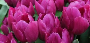 Frø og vegetative metoder til forplantning af tulipaner, teknologi og timing