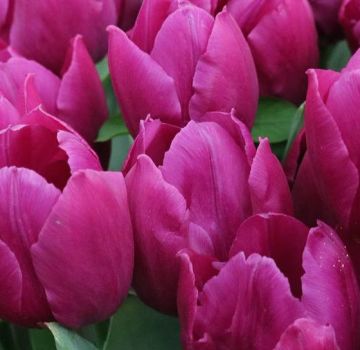 Seed and vegetative methods of propagation of tulips, technology and timing