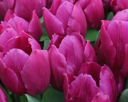 Seed and vegetative methods of propagation of tulips, technology and timing