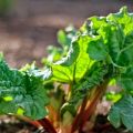 The most popular varieties and types of rhubarb, differences and cultivation features