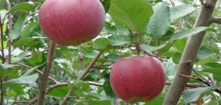 Svojstva i opis sorte jabuka Aprelskoe, regije za uzgoj i otpornost na bolesti