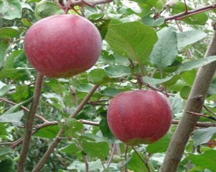 Charakterystyka i opis odmiany jabłek Aprelskoye, regiony uprawy i odporność na choroby
