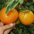 Beskrivelse af den orange tomatsort, dens egenskaber og produktivitet