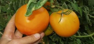 Description de la variété de tomate orange, ses caractéristiques et sa productivité