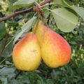 Beschrijving van de beste soorten peren voor Siberië, aanplant en verzorging