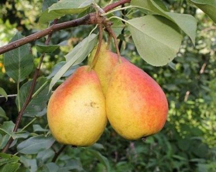 Beschrijving van de beste soorten peren voor Siberië, aanplant en verzorging