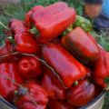 Caratteristiche e descrizione della varietà di peperone miracoloso californiano e della sua resa