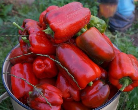 Characteristics and description of the Californian miracle pepper variety and its yield