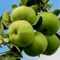 A legjobb szibériai almafafajták leírása és a megfelelő ápolás módja