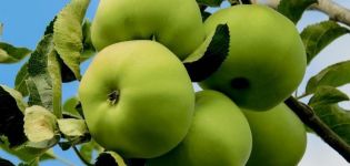 A legjobb szibériai termesztéshez használt almafajták leírása és a megfelelő ápolás módja