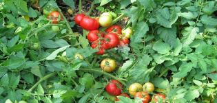 Characteristics and description of the Festive tomato variety