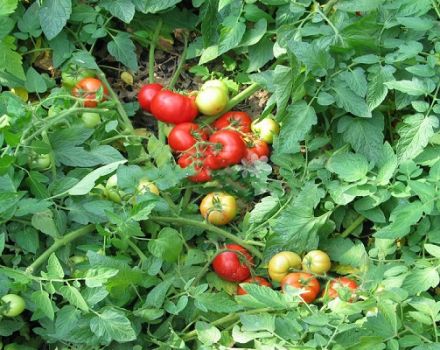 Egenskaber og beskrivelse af Holiday tomat-sorten