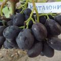 Opis i karakteristike sorte grožđa Katalonija, pravila plodovanja i uzgoja