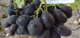 Opis i karakteristike sorte grožđa Katalonija, pravila plodovanja i uzgoja
