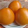 Đặc điểm và mô tả về giống cà chua Vàng vòm, năng suất