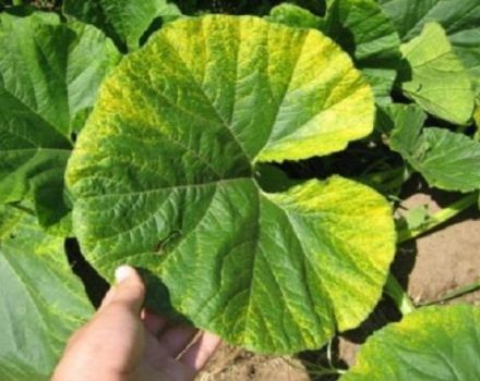Why do pumpkin leaves start to turn yellow in the open field and what to do?