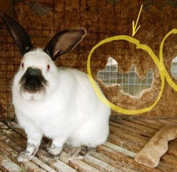 Perché i conigli rosicchiano le gabbie e come svezzarli, cosa non fare