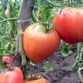 Pomidorų veislės King of London savybės ir aprašymas, derlius